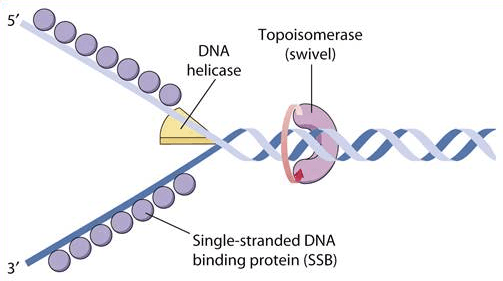DNA Binding Protein: A/an binding protein is any protein that acts as an agent to bind two or more molecules together .