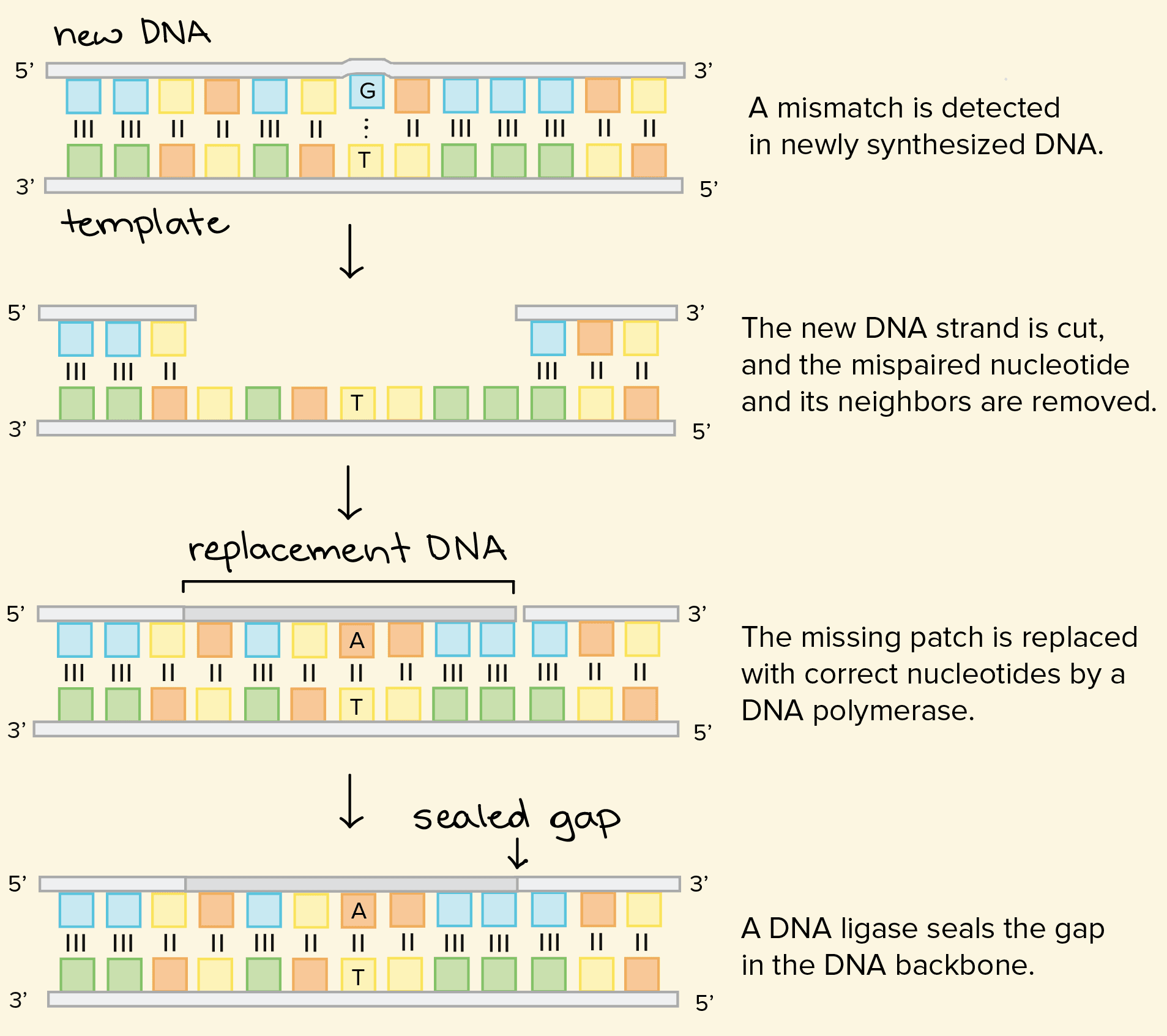 DNA Proofreading: DNA polymerase proofreads its work and excises incorrectly matched bases.