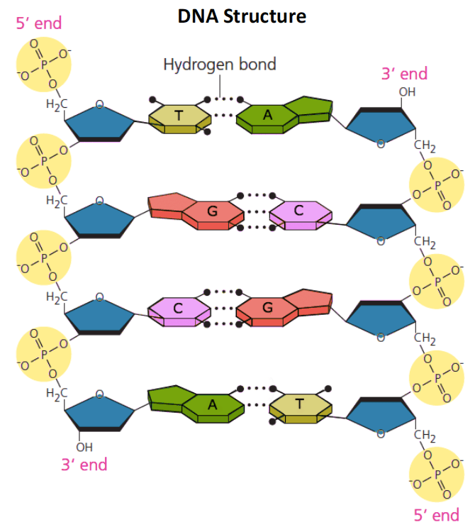 DNA Structure: The DNA backbone is held together by phosphodiester bonds