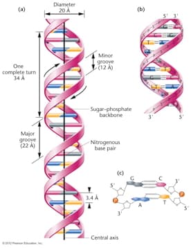 DNA Width: The DNA double helix has a diameter of 20 angstroms