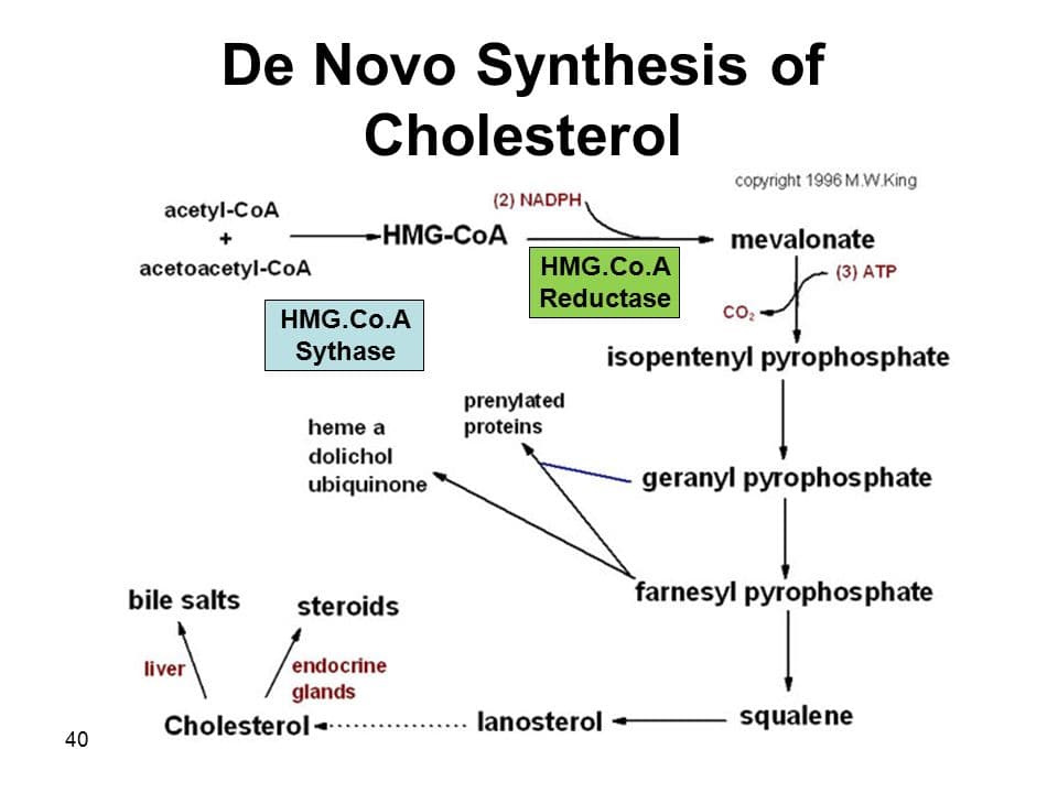 Cholesterol may be obtained through dietary sources or through de novo synthesis in the liver.