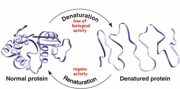 Denaturation is when a protein (or nucleic acid) l oses its 4°, 3°, and 2° structures due to breaking of non-covalent i…