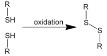 Disulfide bonds occur when two cysteine molecules are oxidized and create a covalent bond between their thiol groups.