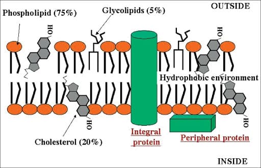 By mass, cholesterol composes about 20 percent of the cell membrane; by mole fraction, it makes up about half.