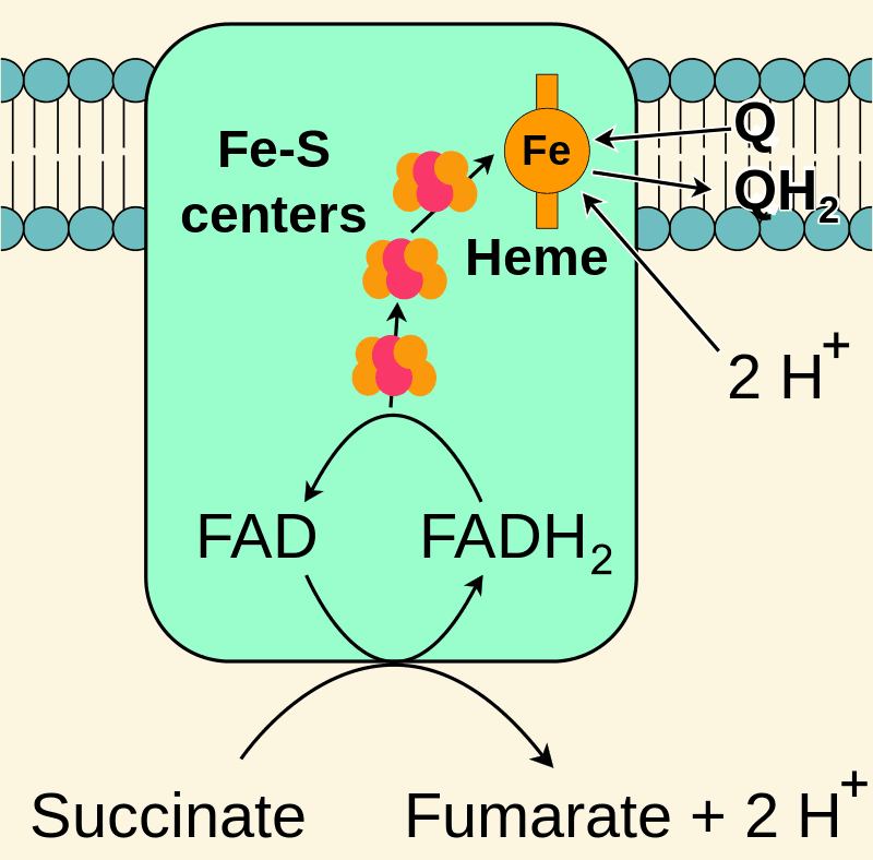 ETC Complex 2: Complex II in the ETC is also known as succinate dehydrogenase.