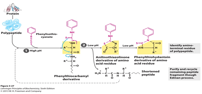 Edman degradation 1: Amino acid sequencing requires sequential degradation, such as the Edman degradation.
