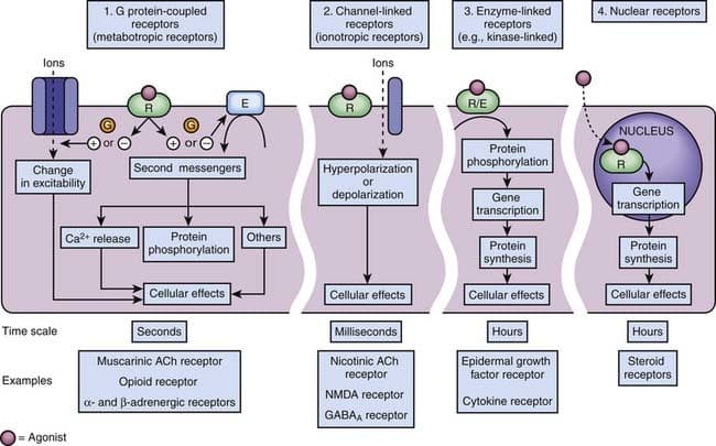 Enzyme-linked receptors participate in cell signaling through extracellular ligand binding and initiation of second mes…