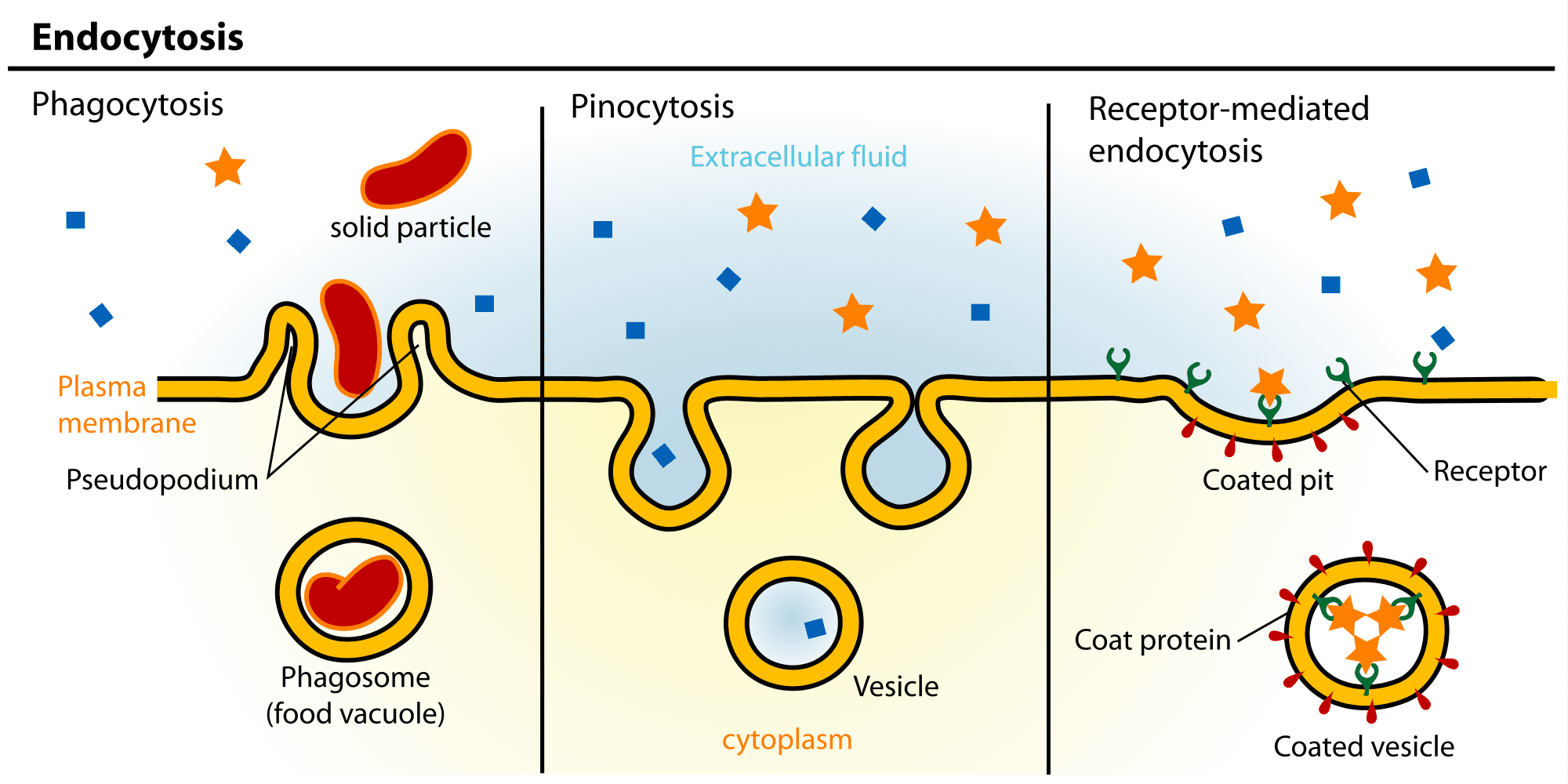 Endocytosis is a method of engulfing material into the cells.