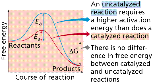 Enzyme Free Energy: Enzymes do not alter the ∆G or ∆H , and the final equilibrium position.