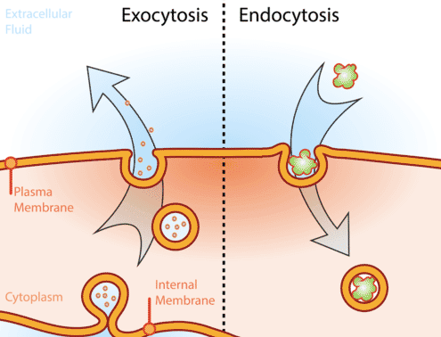 Exocytosis is the process by which the contents of a cell vacuole are released to the exterior.