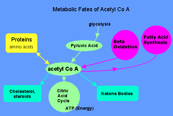 Fate of Acetyl CoA: Acetyl-CoA can be formed from the following three sources: Amino acids Pyruvic acids Fatty acids