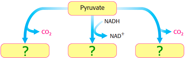 Fate of Pyruvate: The 3 compounds that pyruvate will convert to are ____