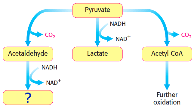 Fate of Pyruvate: When pyruvate converts to acetaldehyde , the next step converts acetaldehyde to ____