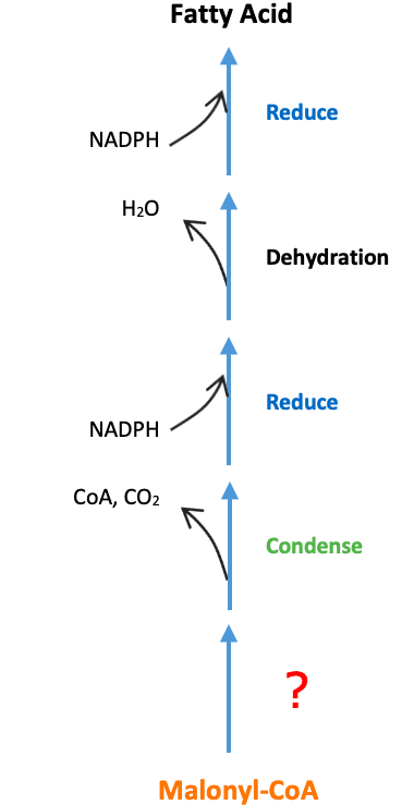 Fatty Acid Synthesis Attach: The first step of fatty acid synthesis is 1: ____.