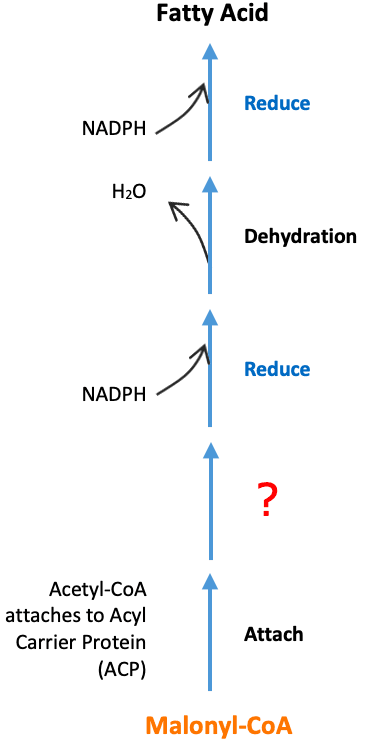 Fatty Acid Synthesis Condense: The second step of fatty acid synthesis is 2: ____.