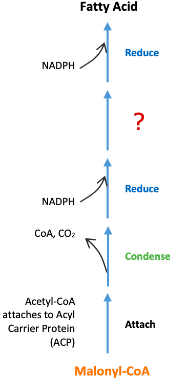 Fatty Acid Synthesis Dehydration: The fourth step of fatty acid synthesis is 4: ____.