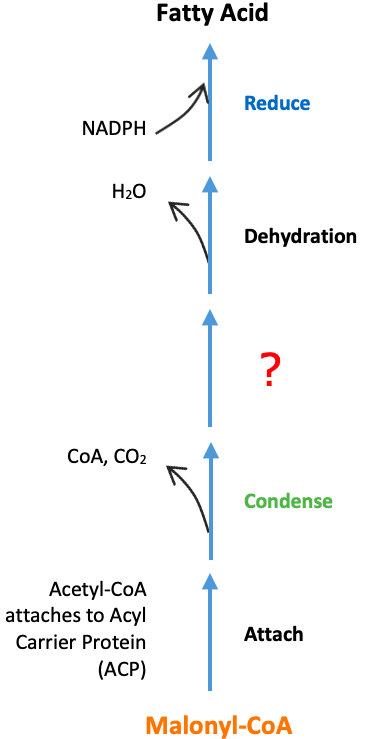 Fatty Acid Synthesis Reduce: The third step of fatty acid synthesis is 3: ____.