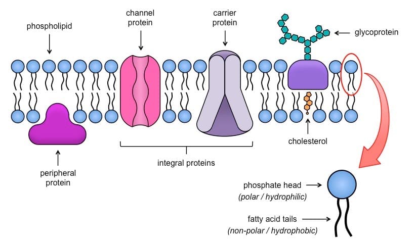 The fluid mosaic model accounts for the presence of lipids, proteins, and carbohydrates in a dynamic, semisolid plasma…