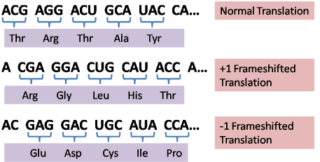 A/an frameshift mutation results from a nucleotide addition or deletion, and changes the reading frame of subsequent co…