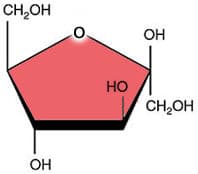 Fructose: This is the monosaccharide ____.