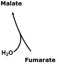 Fumarase: The above reaction is from the citric acid cycle. The enzyme that catalyzes this reaction is ____.