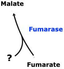Fumarase Reactants: The above reaction is from the citric acid cycle. This reaction requires ____.