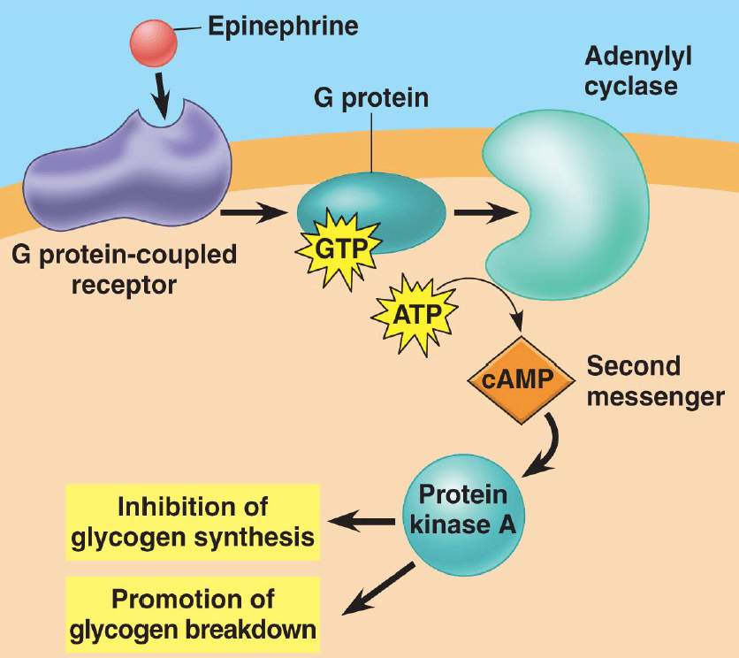 G Protein Coupled Receptor: The 1st messenger in the above example of a G-protein coupled receptor is ____.