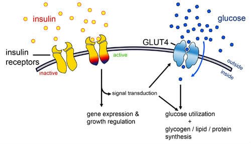 GLUT: Glucose transporters are transport proteins that move glucose across the cell membrane