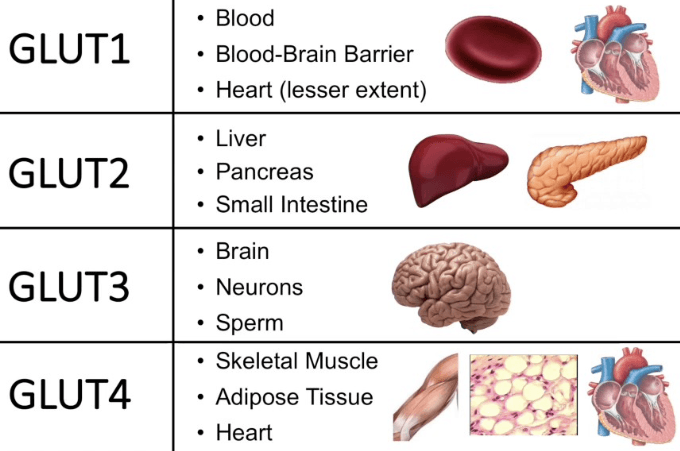 GLUT Proteins: GLUT-4 is found in adipose tissue and muscle