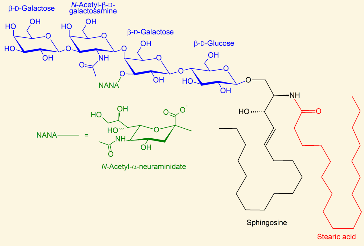 A/an ganglioside is a molecule composed of a glycosphingolipid with one or more sialic acids linked on the sugar chain.
