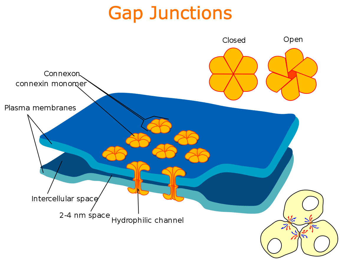 Gap junctions in cell membranes allow for rapid exchange of ions and other small molecules between adjacent cells