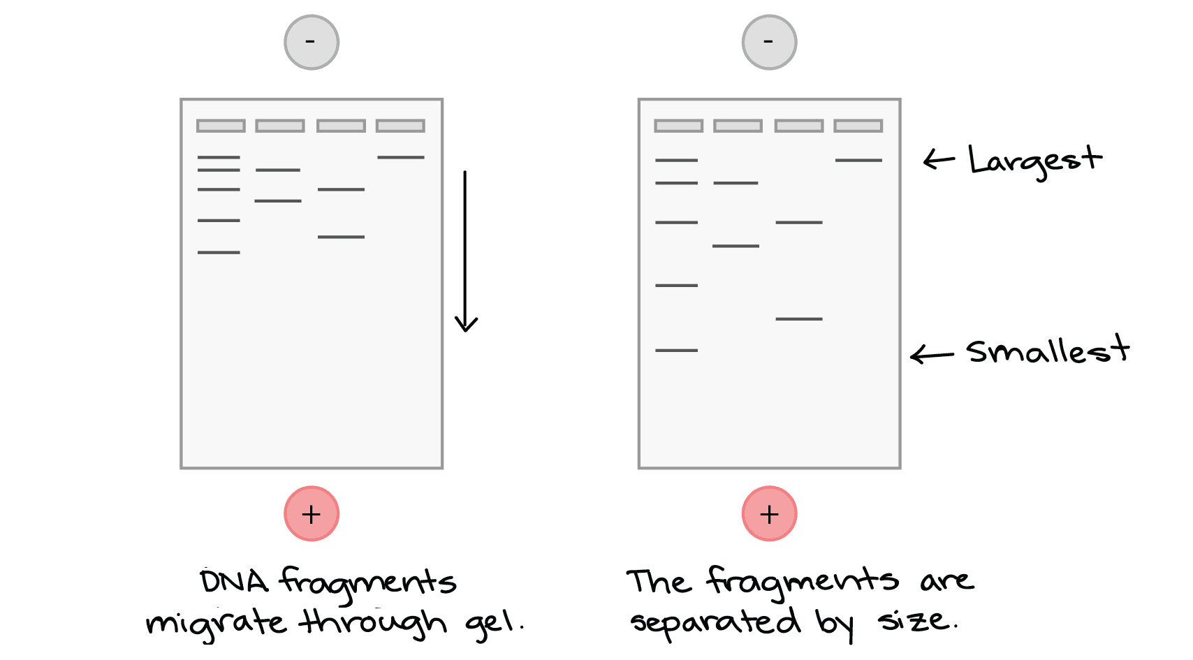 Gel Electrophoresis Fragment Size: In gel electrophoresis: Small molecules move fast. Large molecules move slow.