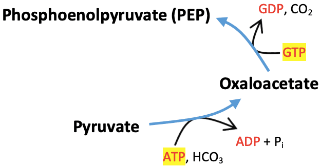 Gluconeogenesis Pyruvate Carboxylase: The above reactions are from gluconeogenesis. The enzymes involved in these two reactions are ____.