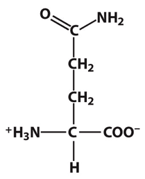 Glutamine: (see image) This amino acid is G lutamine, G LN, Q : Polar Uncharged Aliphatic.