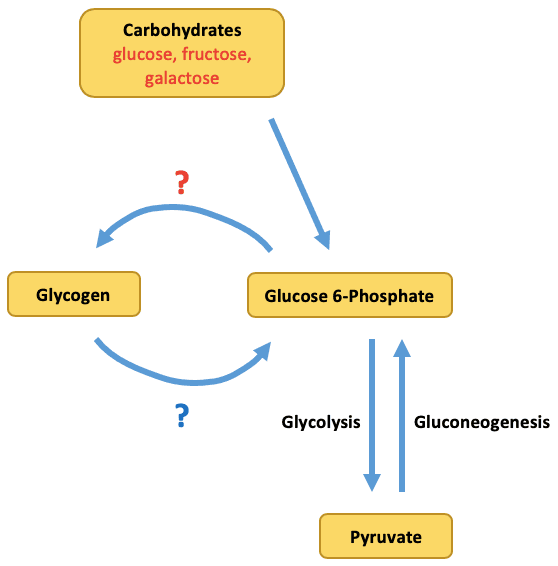 Glycogenesis: ____ converts glycogen to glucose