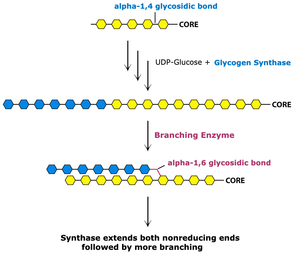 Glycogenesis Enzymes: Glycogen synthase creates α-1,4 glycosidic bonds between molecules of glucose.