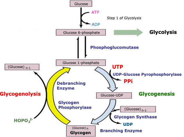 Glycogenesis is the production of glycogen from sugar.