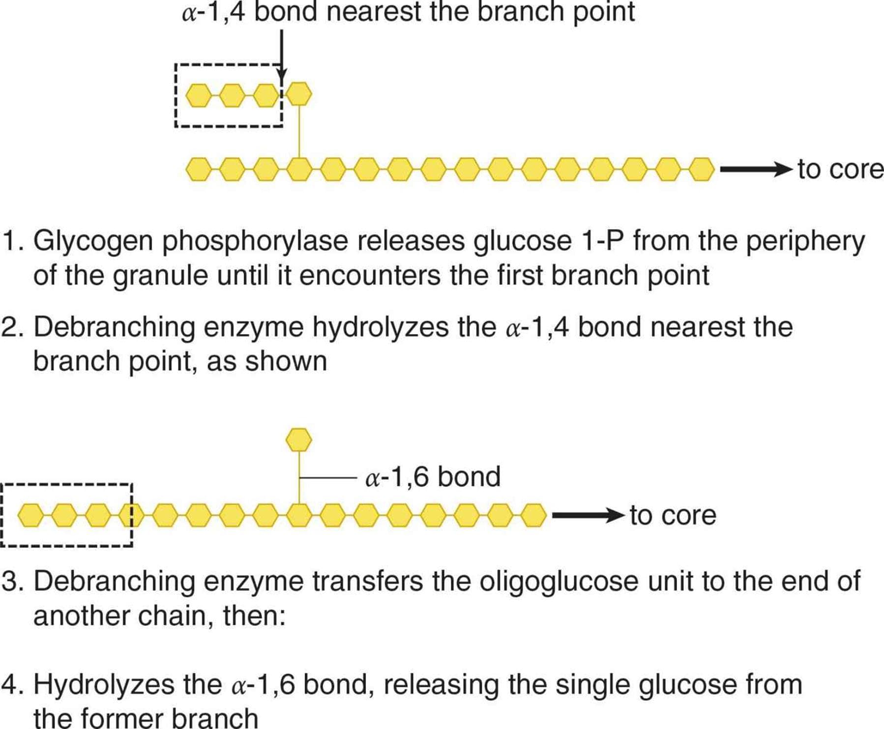 Glycogenolysis Enzymes: In glycogenolysis, glycogen debranching enzyme breaks branches of glucose molecules off by hydrolyzing α-1,6 glycosidic…