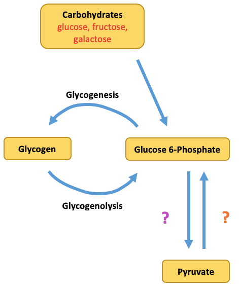 Glycolysis: ____ converts pyruvate to glucose,