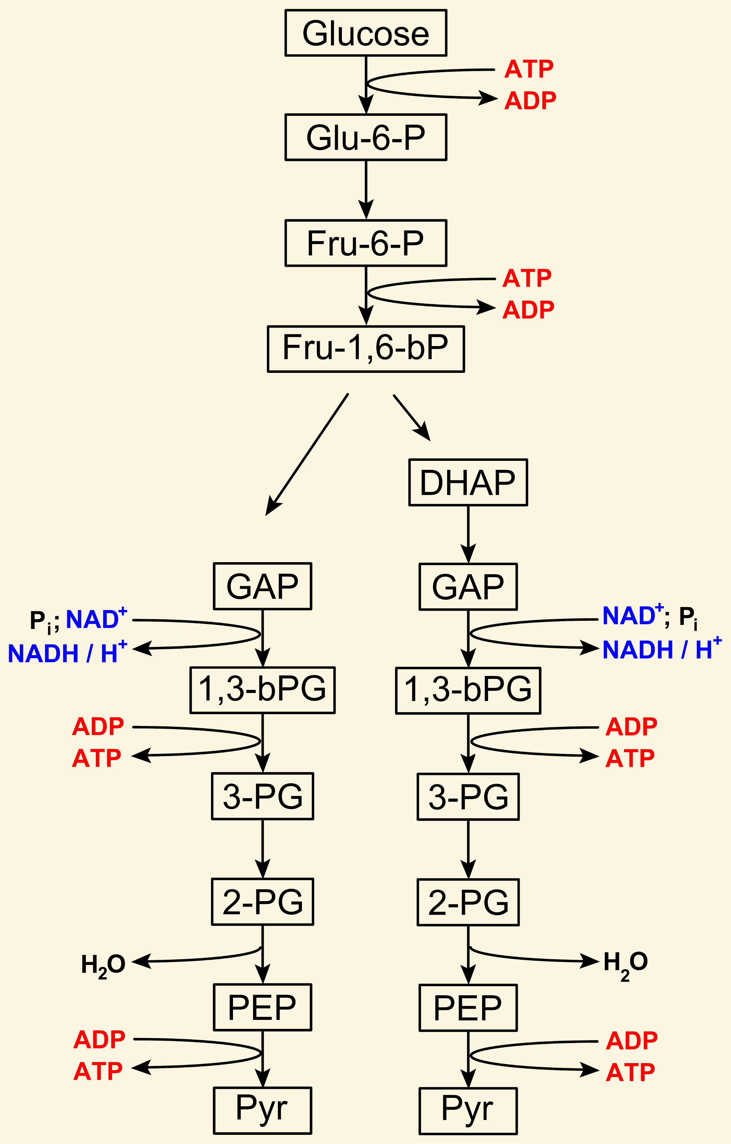 Glycolysis Abbreviated: Glycolysis requires 2 ATP and produces 4 ATP