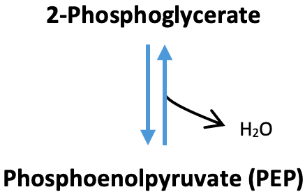 Glycolysis Enolase: The above reaction is from glycolysis. The enzyme that catalyzes this reaction is ____.