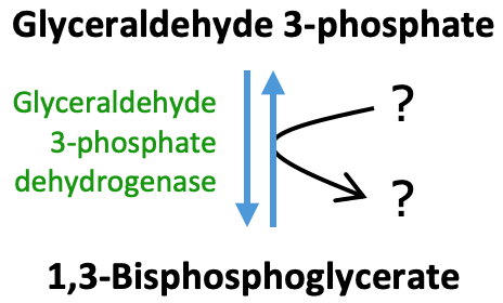 Glycolysis Glyceraldehyde 3 Phospate Dehydrogenase Produces: The above reaction is from glycolysis. This reaction requires ____.