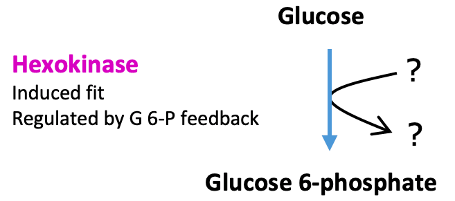 Glycolysis Hexokinase Produces: The above reaction is from glycolysis. This reaction requires ____.