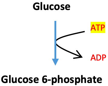 Glycolysis Hexokinase: The above reaction is from glycolysis. The enzyme that catalyzes this reaction is ____.