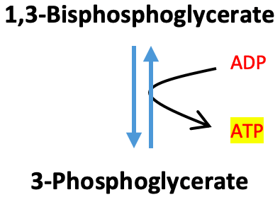Glycolysis Phosphoglycerate Kinase: The above reaction is from glycolysis. The enzyme that catalyzes this reaction is ____.