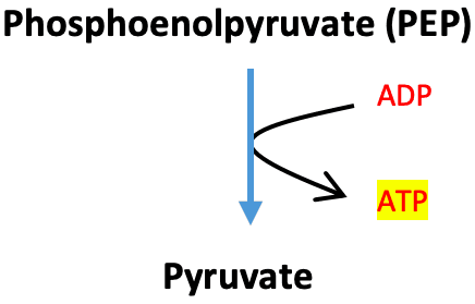 Glycolysis Pyruvate Kinase: The above reaction is from glycolysis. The enzyme that catalyzes this reaction is ____.