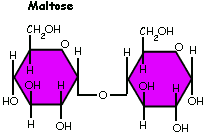 Glycosidic Bond Alpha: This is a/an ____ glycosidic bond.