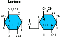 Glycosidic Bond Beta: This is a/an ____ glycosidic bond