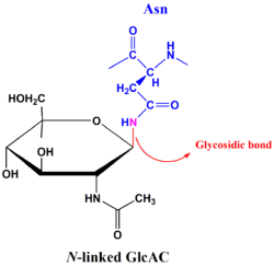 Glycosylation is the chemical addition of a carbohydrate .