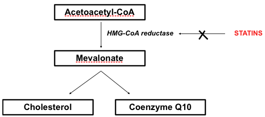 HMG CoA Reductase: HMG-CoA reductase is the rate-controlling enzyme of the mevalonate pathway , the metabolic pathway that produces choles…
